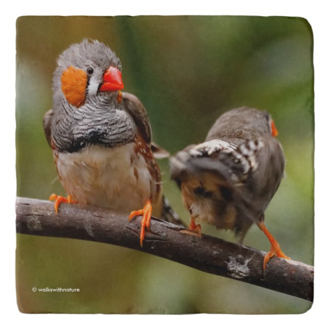 Cheeky Zebra Finches Songbirds on Branch Trivet (Front)