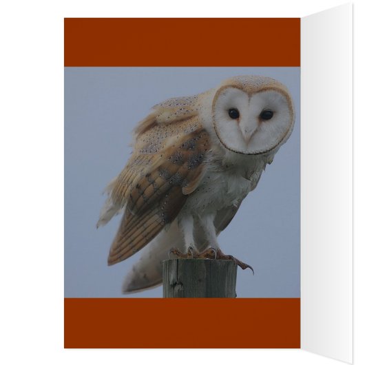 CHEERFUL GRIN (Inside (Left))