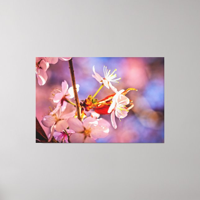 Cheerful Sakura Flowers Canvas Print (Front)