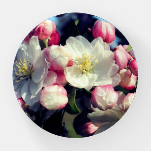 Cheerful Spring Crabapple Flower Blossoms   Paperweight