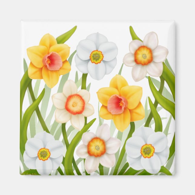Cheerful Spring Daffodils Magnet Square (Front)