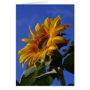 Cheerful Sunflower Cards