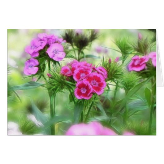 Cheerful Sweet William Flowers Cards (Front Horizontal)