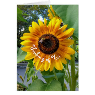 Cheerful Yellow Sunflower with Bee Thinking of You Cards