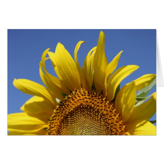 Cheery (Front Horizontal)