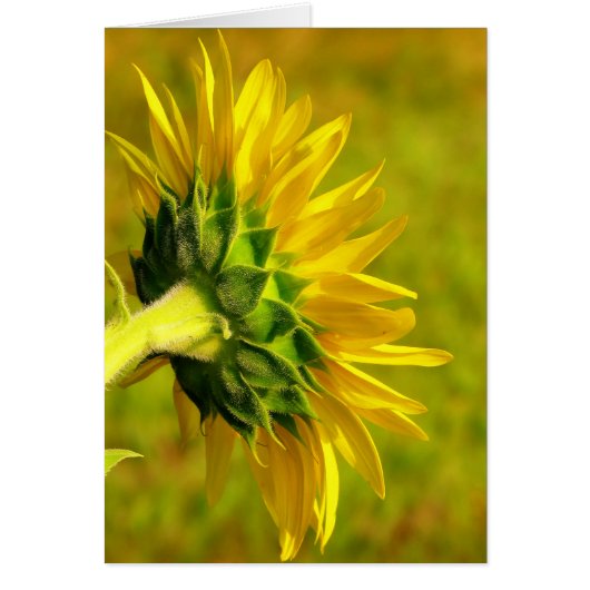 Cheery Sunflower Back Cards (Front)