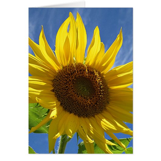 Cheery Sunflower Cards (Front)