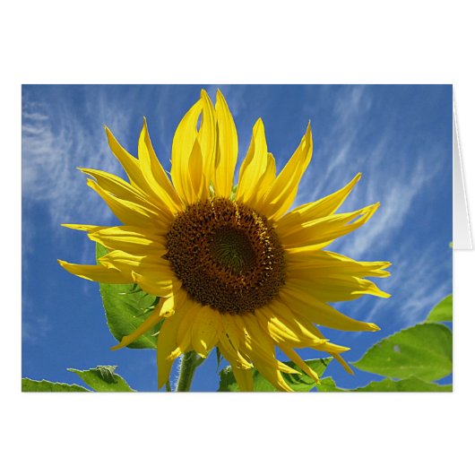 Cheery Sunflower Cards (Front Horizontal)