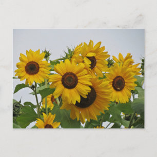 Cheery Sunflower Group Postcard