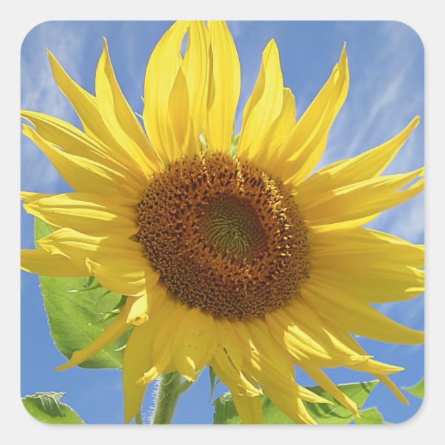 Cheery Sunflower on Sky Square Sticker (Front)