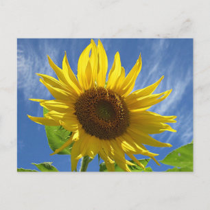 Cheery Sunflower Postcard