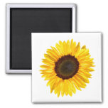 Cheery Yellow Sunflower Magnet at Zazzle
