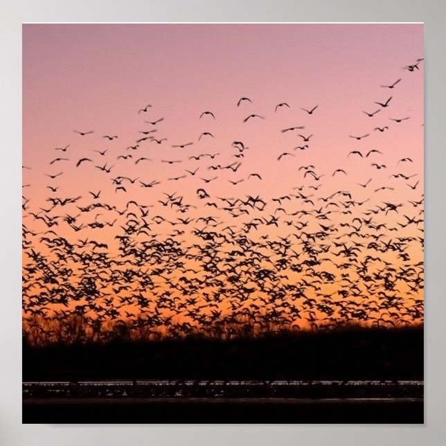 CheerySunset Poster (Front)