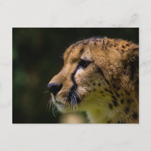 cheesy cheetah postcard