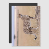 Cheetah (Front/Back)