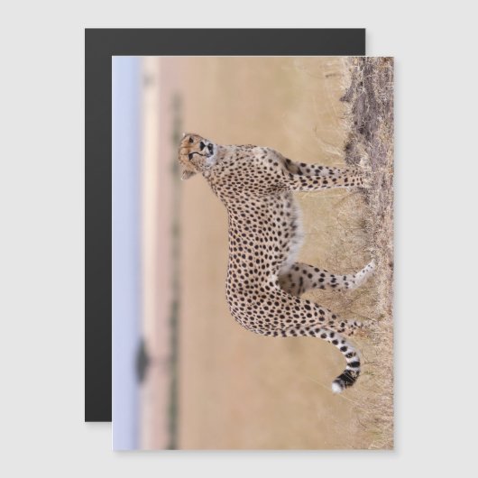 Cheetah (Front/Back)