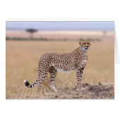 Cheetah (Front Horizontal)