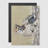 Cheetah (Front/Back)