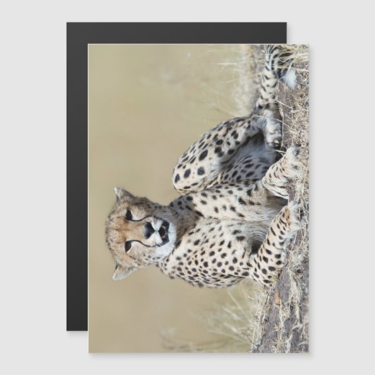 Cheetah (Front/Back)