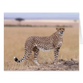 Cheetah (Front Horizontal)