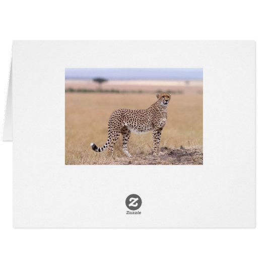 Cheetah (Back Horizontal)