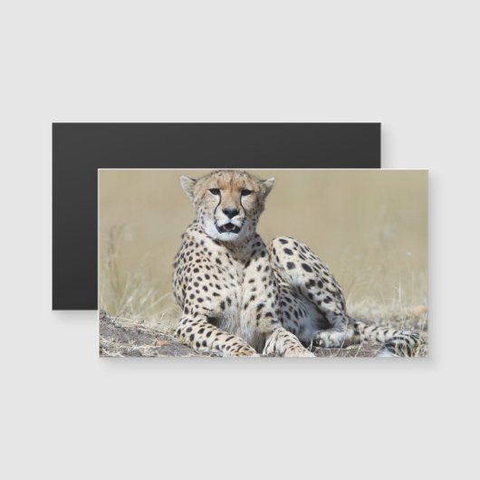Cheetah (Front/Back)