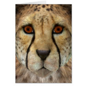 Cheetah (Front)