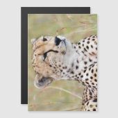 Cheetah (Front/Back)