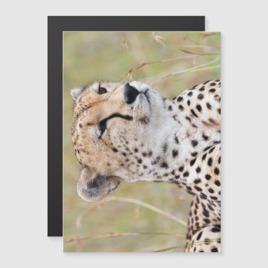 Cheetah (Front/Back)