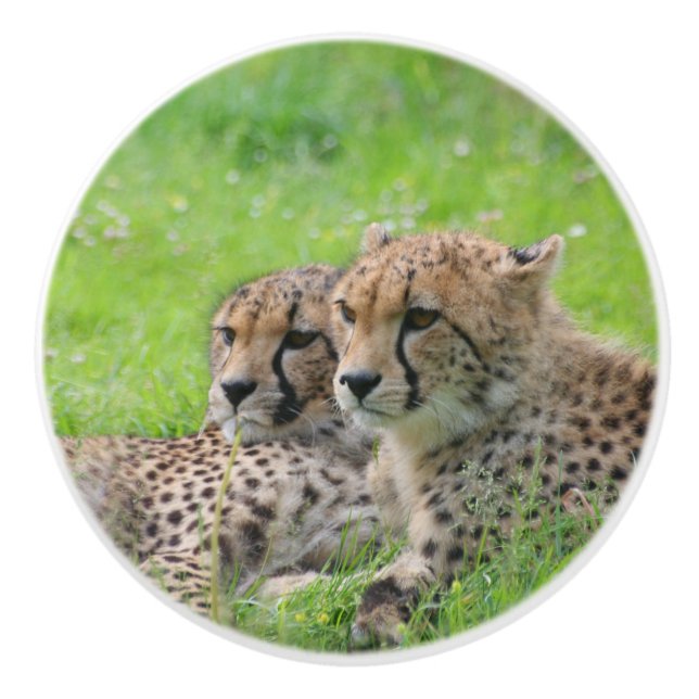 Cheetah 001 ceramic knob (Front)