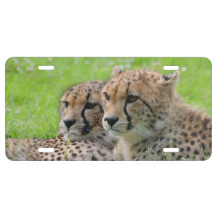 Cheetah 001 license plate