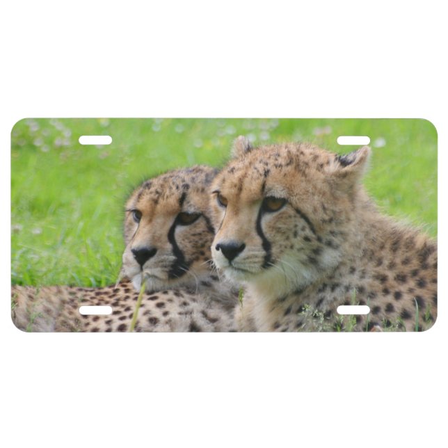Cheetah 001 license plate (Front)