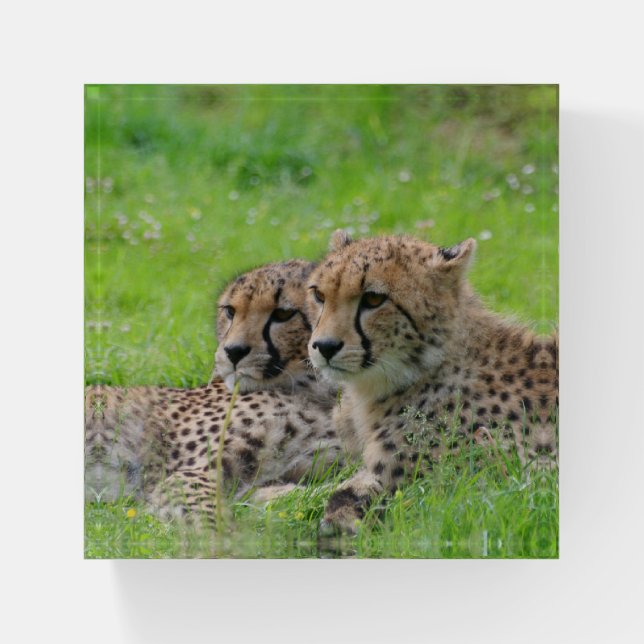 Cheetah 001 paperweight (Front)