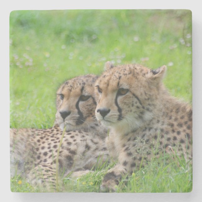 Cheetah 001 stone coaster (Front)