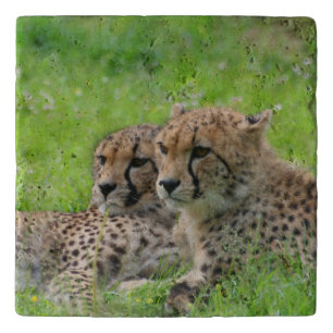 Cheetah 001 trivet