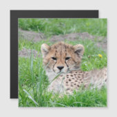 Cheetah 002 (Front/Back)