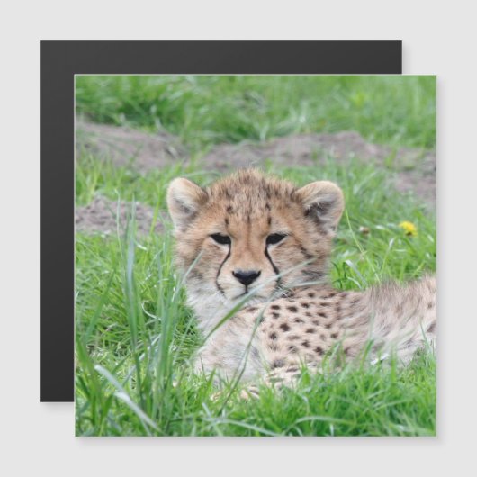 Cheetah 002 (Front/Back)