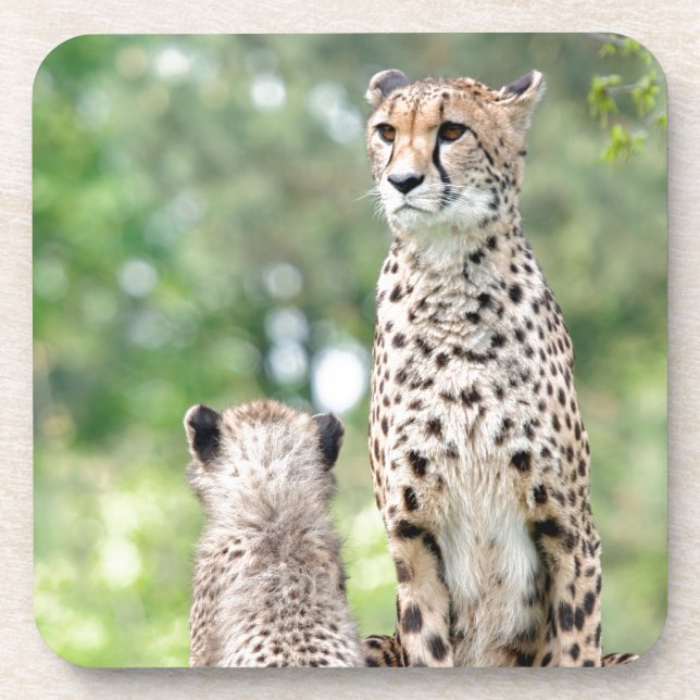 Cheetah 004 beverage coaster (Front)