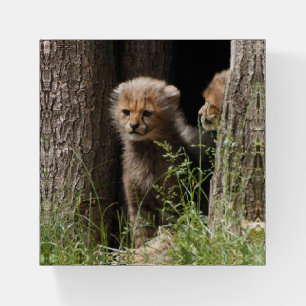 Cheetah 005 paperweight