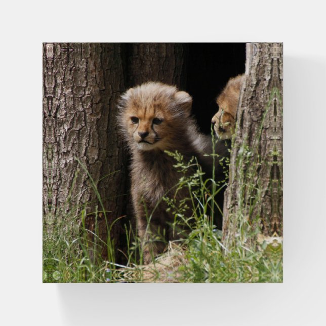 Cheetah 005 paperweight (Front)