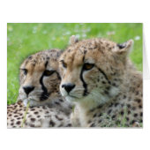 Cheetah 009 (Front Horizontal)