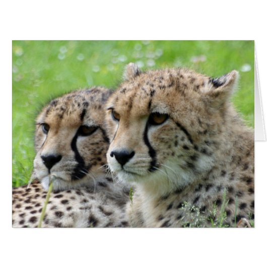 Cheetah 009 cards (Front Horizontal)