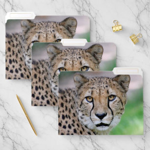 Cheetah 009 file folder