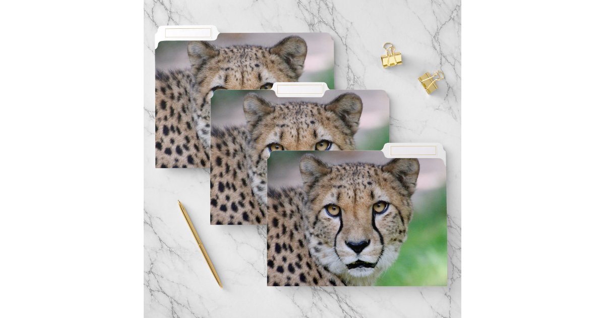 Cheetah 009 file folder | Zazzle