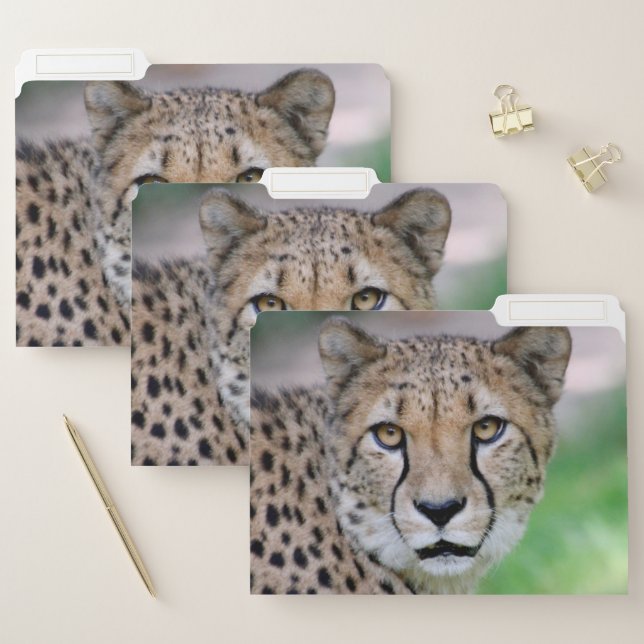 Cheetah 009 file folder (Set)