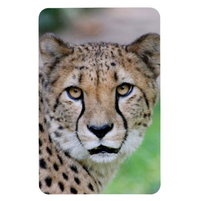 Cheetah 009 magnet (Vertical)