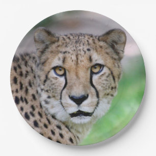 Cheetah 009 paper plates