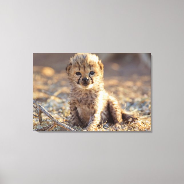 Cheetah 19 days old male cub canvas print (Front)