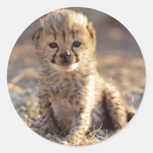 Cheetah 19 days old male cub classic round sticker