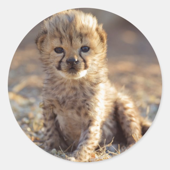 Cheetah 19 days old male cub classic round sticker (Front)
